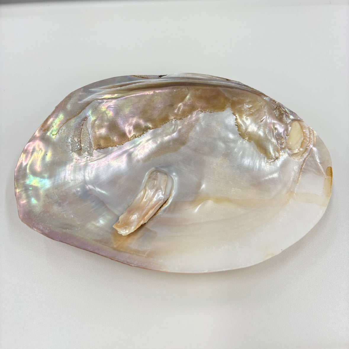 【訳あり】浄化用シェル皿