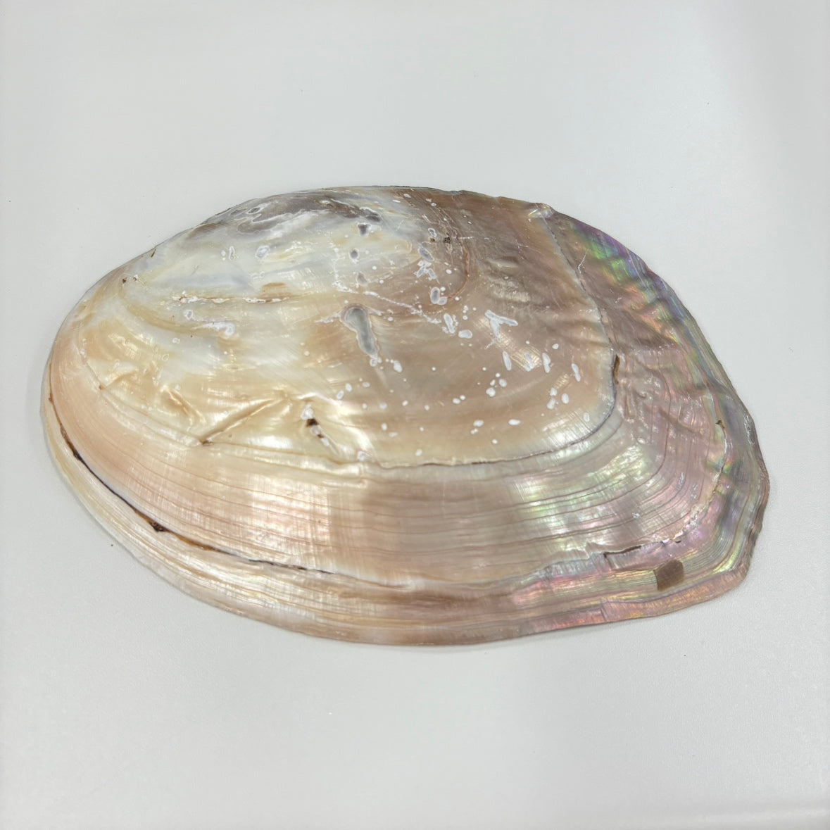 【訳あり】浄化用シェル皿